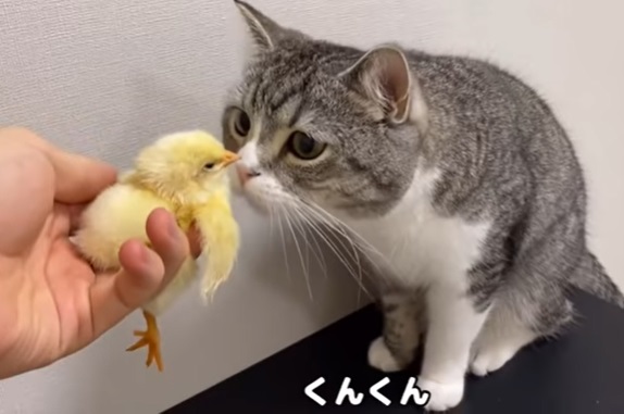 もちまる、ひよこ