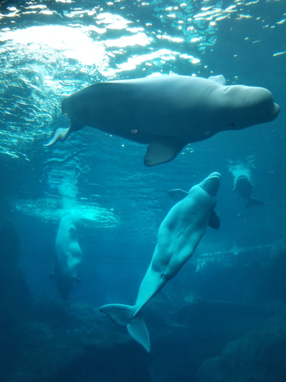 イルカとクジラの違い